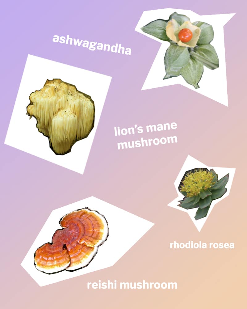 ashwagandha, lion's main, rhodiola rosea, reishi