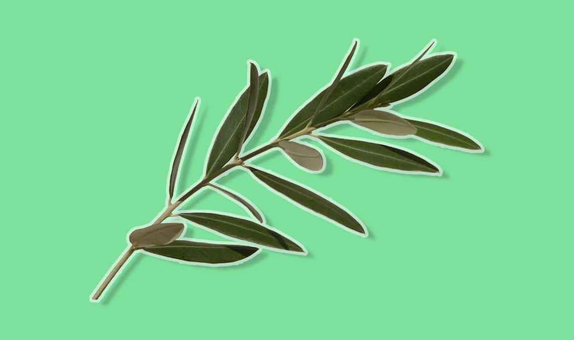 Olive branch with olive leaves
