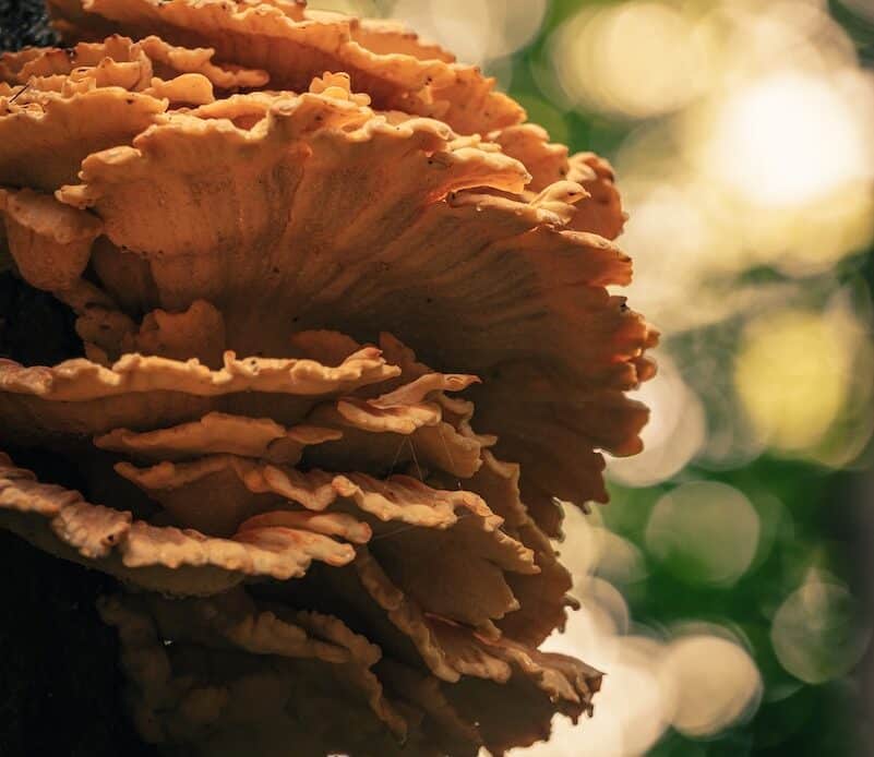 Mushrooms Growing on the Woods in Close Up Photography