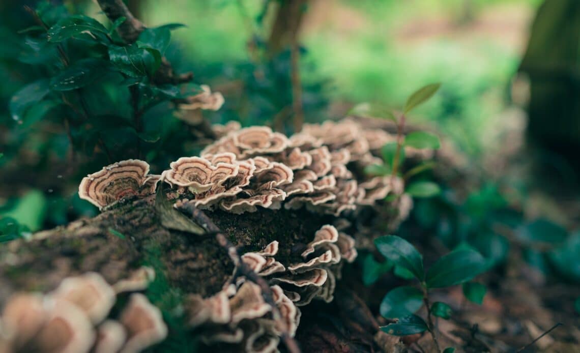 brown and white mushroom in close up photography