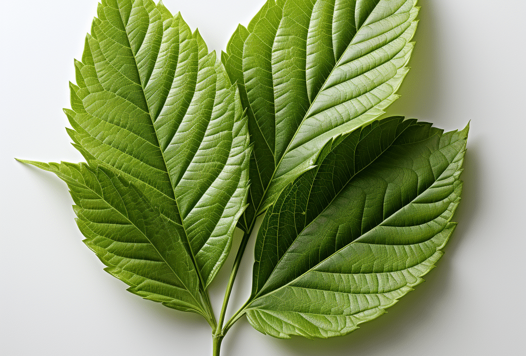 A damiana leaf on white background
